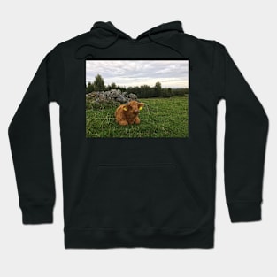 Scottish Highland Cattle Calf 1819 Hoodie